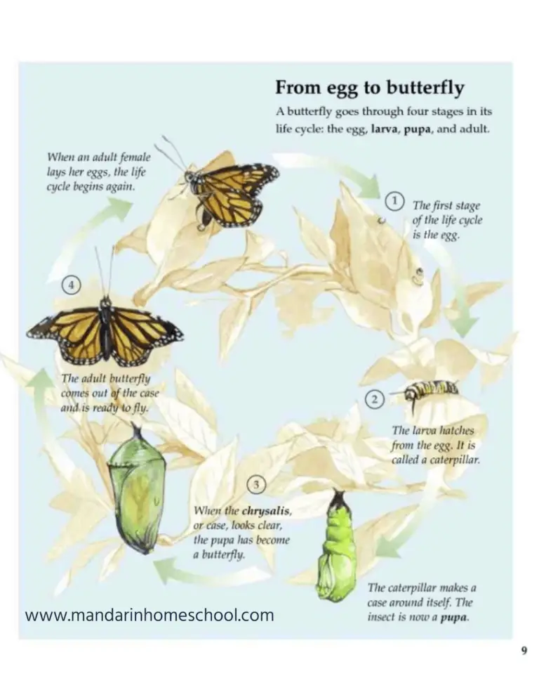 life cycle of butterfly chinese